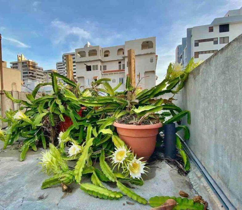 Fresh Tropical Colonial Style Walk-Up- Rooftop Terrace- Beach View サンジョアン エクステリア 写真