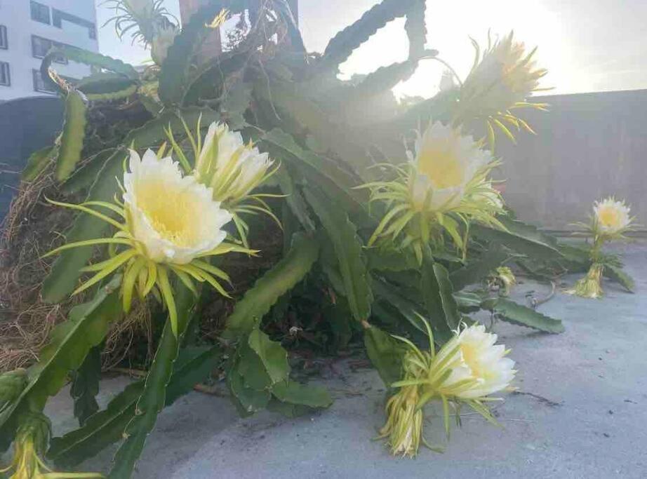 Fresh Tropical Colonial Style Walk-Up- Rooftop Terrace- Beach View サンジョアン エクステリア 写真