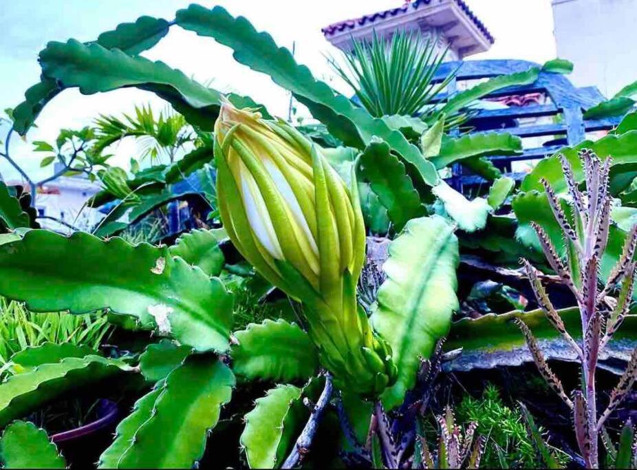 Fresh Tropical Colonial Style Walk-Up- Rooftop Terrace- Beach View サンジョアン エクステリア 写真